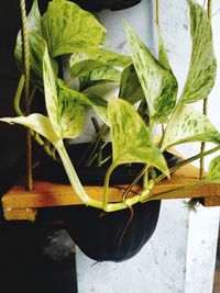 Close-up of potted plant