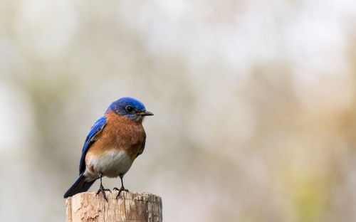 Close-up of bird perching on wooden post