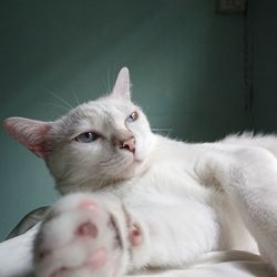 Close-up of white cat