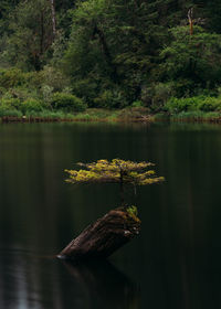 Scenic view of lake by trees in forest