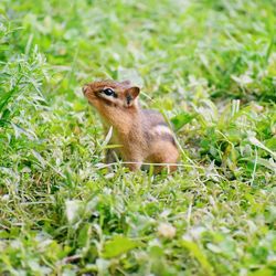 Portrait of an animal on grass