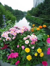 Multi colored flowers blooming by trees