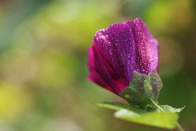 Close-up of wet pink rose flower