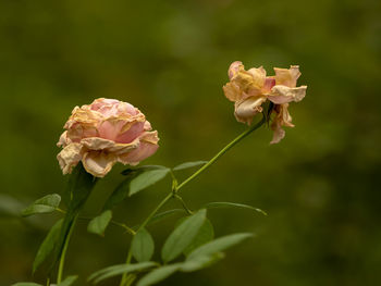 Close-up of rose plant