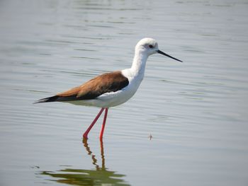 Side view of a bird in water