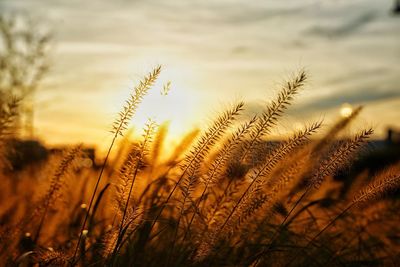 Close-up of stalks in field against sunset sky