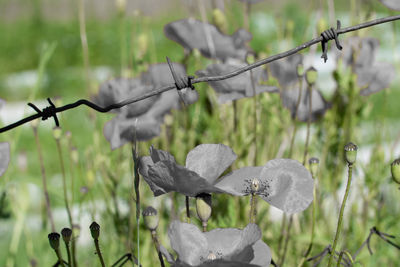 Close-up of barbed wire on metal fence