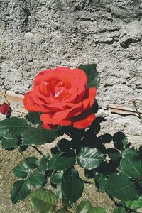 Close-up of red rose