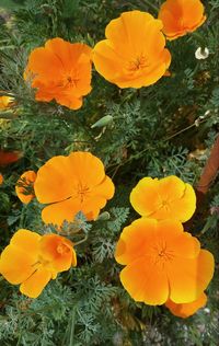 Close-up of yellow flower