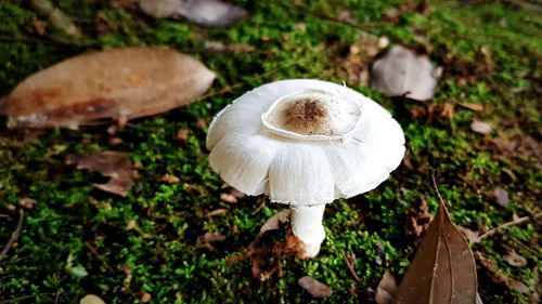 Close-up of mushroom growing on field