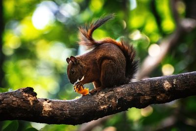 Squirrel on tree