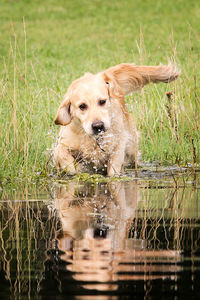 Portrait of golden retriever in grass