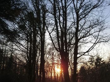 Low angle view of bare trees against sky