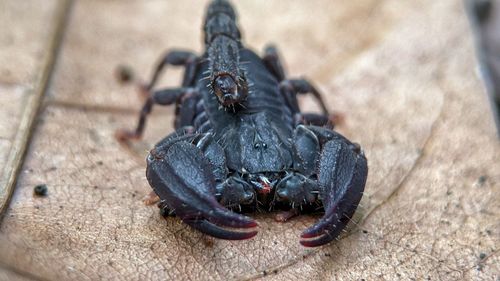 Black scorpion from the jungle of java