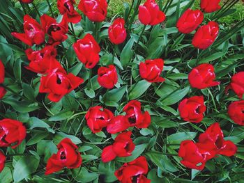 Full frame shot of red flowers