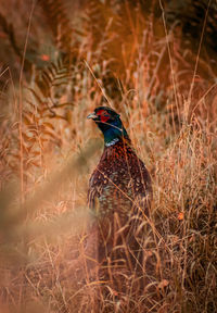 Autumn pheasant