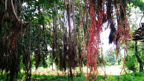 Panoramic shot of trees in forest