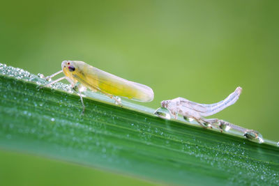 Close-up of insect on leaf