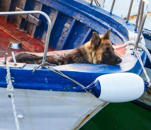 High angle view of german shepherd on boat moored at harbor