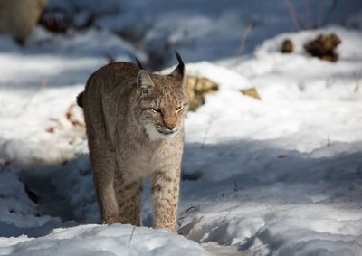 Cat looking away on snow covered land