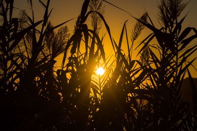 Silhouette of trees at sunset