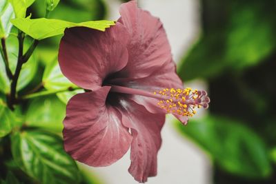 Close-up of pink hibiscus flower