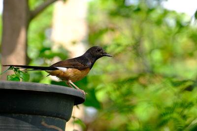 Bird perching on a plant