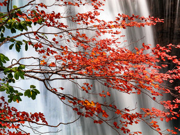 Low angle view of maple leaves on tree