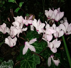 Close-up of white flowers blooming outdoors