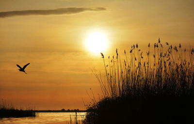 Silhouette birds flying over sea against sky during sunset