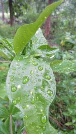 Close-up of wet plant leaves during rainy season