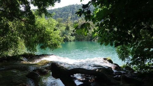 Scenic view of lake with trees in background