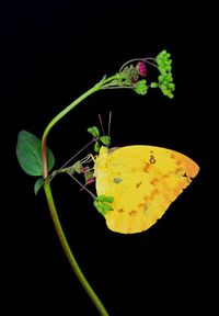 Close-up of insect on leaf against black background