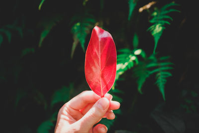 Close-up of hand holding red leaf