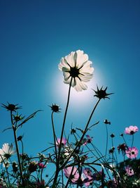 Low angle view of flowering plants against blue sky