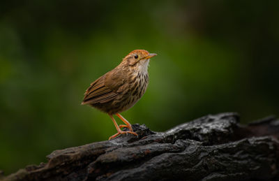 Close-up of bird perching on rock