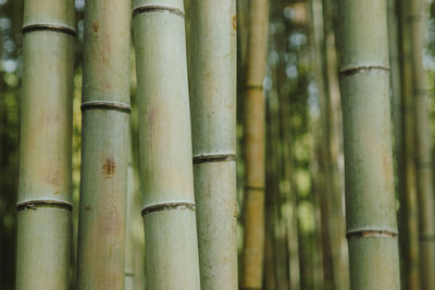 Close-up of bamboo plant