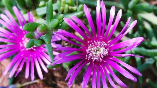 Close-up of purple flowers blooming outdoors