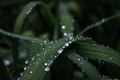 Close-up of wet plant leaves during rainy season