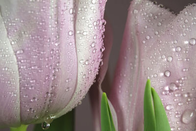 Close-up of wet purple tulip