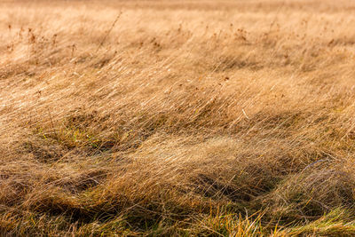 Full frame shot of stalks in field