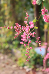 Close-up of pink flowering plant in park