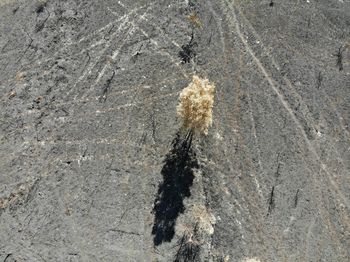 High angle view of rock on road