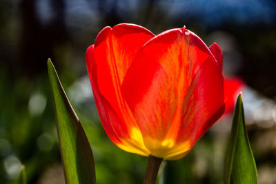 Close-up of red tulip