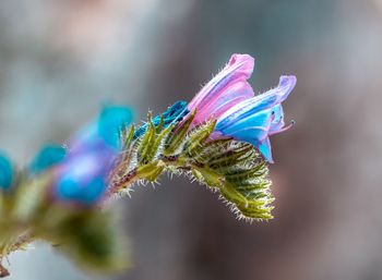 Close-up of plant against blurred background