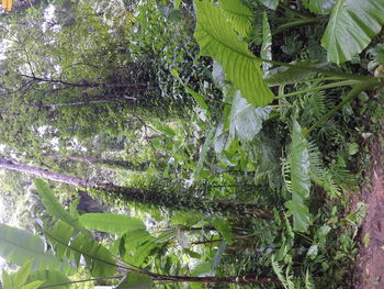 Plants growing on tree trunk