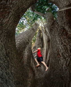 Man climbing on tree trunk