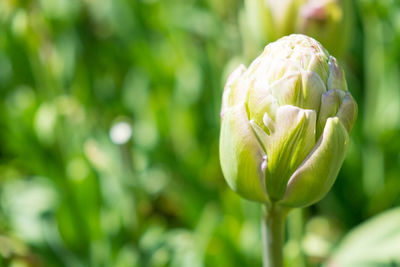 Close-up of white flowering plant