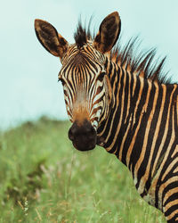 Zebras in a field