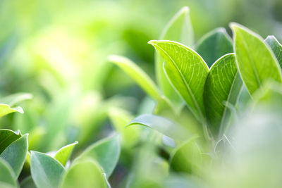 Close-up of green leaves on plant